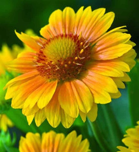 Gaillardia 'Arizona Apricot' - 1g