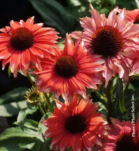 Echinacea 'Playful Meadow Mama' - 1g