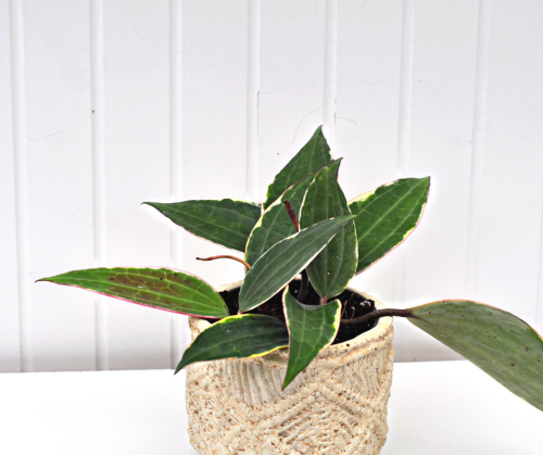 Hoya latifolia Albomarginata