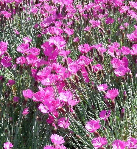 Dianthus 'Firewitch' - 1g
