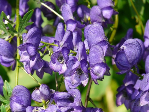 Aconitum carmichaelii 'Arendsii' - 1g