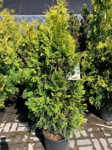 Thuya occidentalis Sunkist