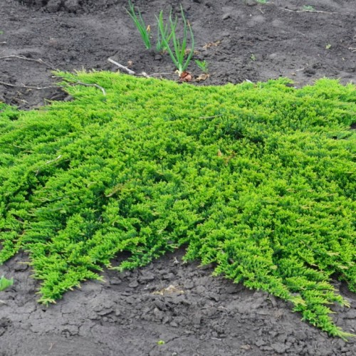 Juniperus horizontalis 'Prince of Wales'