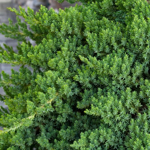 Juniperus procumbens 'Nana'