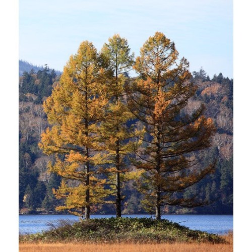 Larix Kaemferi - 250cm