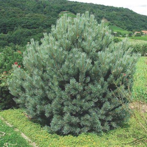 Pinus sylvestris 'Watereri' - 60-70cm