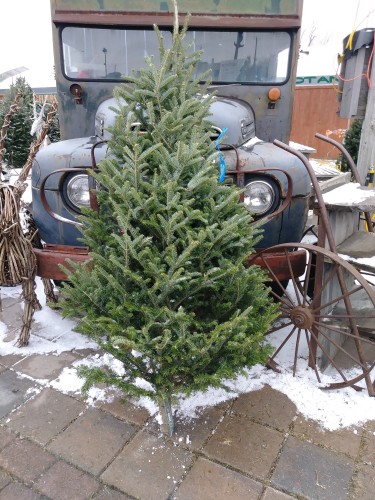 Sapin Fraser Premium