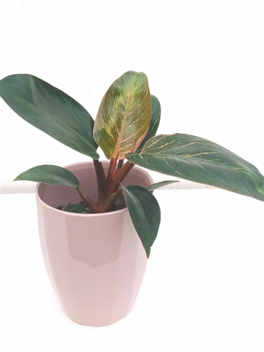 Philodendron erubescens 'Birkin Pink' - pot 5"