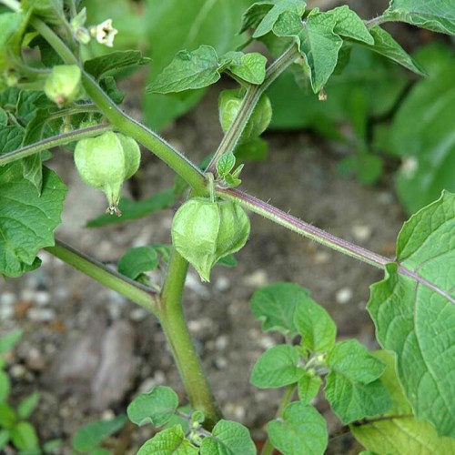 Cerise de terre - Bio - Semences