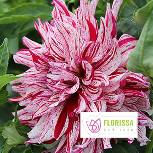 Bulbe de Dahlia Dinnerplate 'Bristol Stripe'