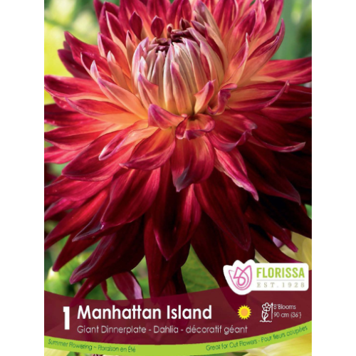 Bulbe de Dahlia Dinnerplate 'Manhattan Island'