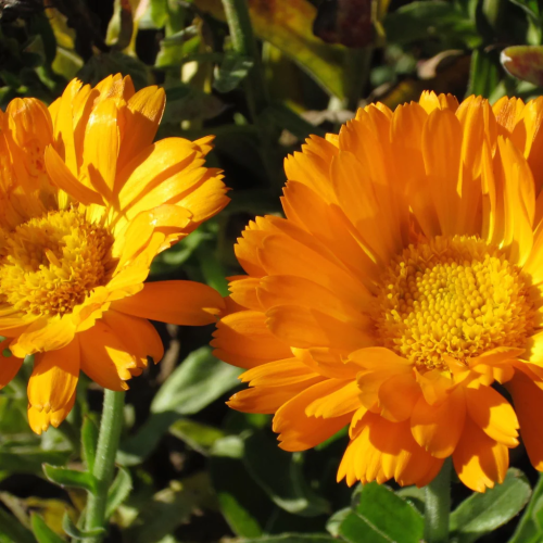 Calendule Erfurter - Bio - Semences