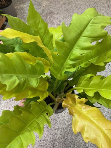 Philodendron serratum 'Ring Of Fire Gold'