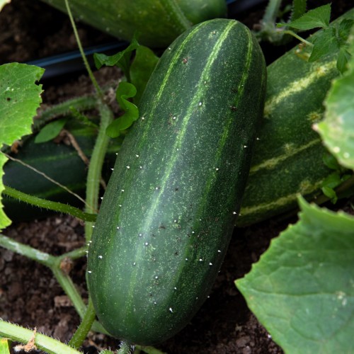 Concombre SpaceMaster - Bio - Semences